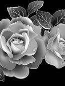 11 Белые розы